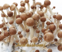 100% MYCELIUM XL Colombian | Paddo Growkit 2100cc